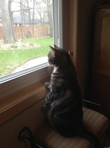 Marble tracking a Tweeter!