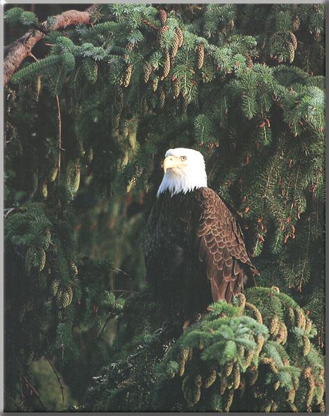 BaldEagle_135-Perching_on_tree_limb
