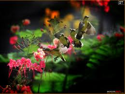 Hummingbird in flight