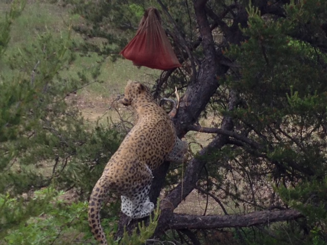 The three dimensional targets look very real, but they are made from foam rubber.