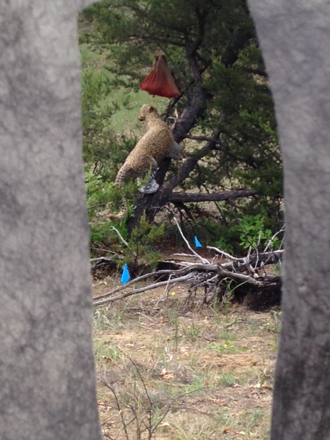 Looking through the blind at the 3 dimensional  foam target.