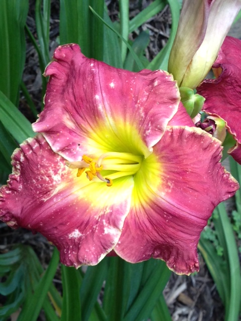 Still another "Throw away"!