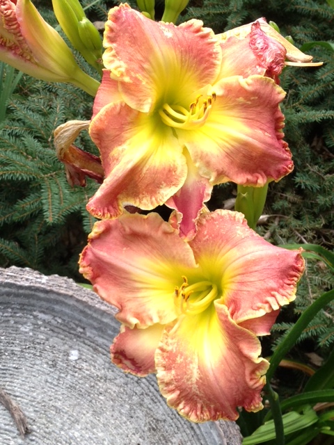 These were "throw aways" from the hybridizer.