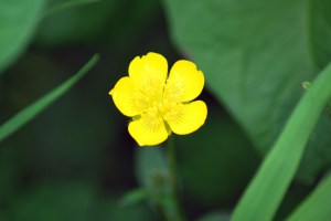 buttercup-flower